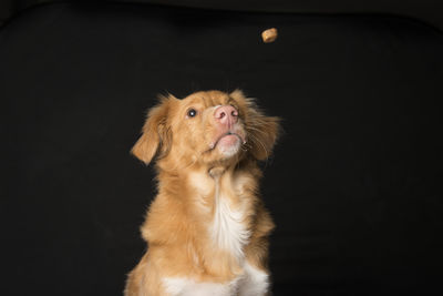 Portrait of a dog looking away