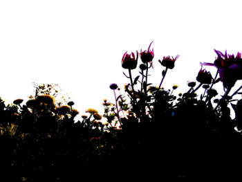 Close-up of silhouette flowers against clear sky