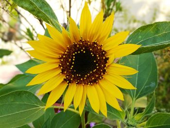 Close-up of sunflower