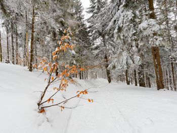 Snow covered trees on field during winter