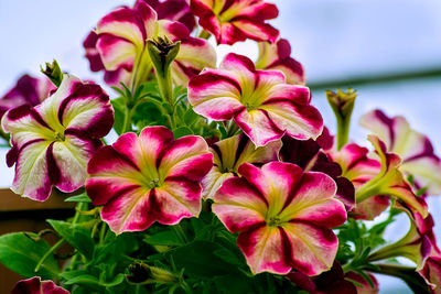 Close-up of multi colored flowers blooming outdoors