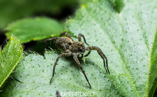 Close-up of spider