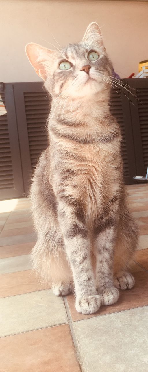 CAT RELAXING ON TABLE