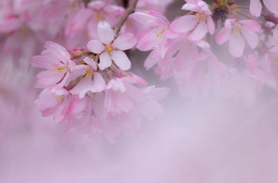 Close-up of pink cherry blossom