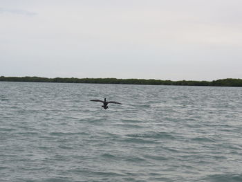 Bird flying over sea against sky