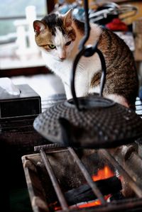 Cat by barbecue on table