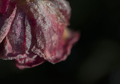 Close-up of flower against blurred background