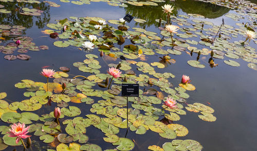 Pink water lily on leaves in lake