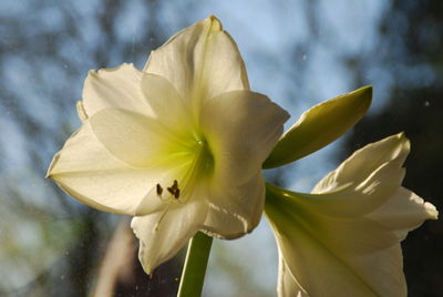 Close-up of white flower