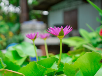 Close-up of pink lotus water lily