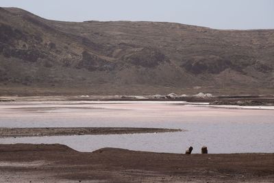 Rear view of people on beach against sky