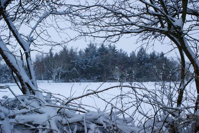 Bare trees on snow covered landscape