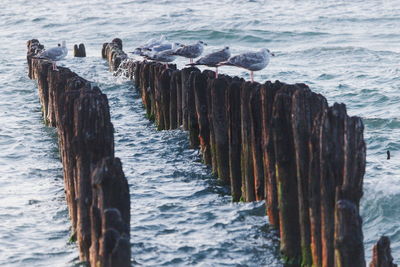 Seagull perching on wooden post at beach