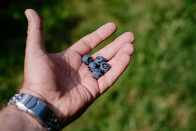 Hand picking blueberries from tree