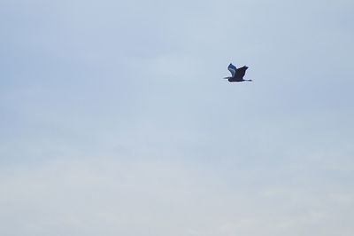 Low angle view of bird flying in sky