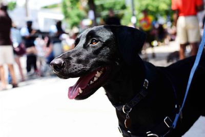 Close-up of dog looking away