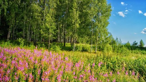 Flowers blooming on landscape against sky