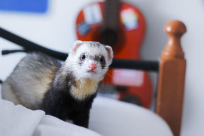 Close-up of ferret