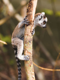 Close-up of lizard on branch