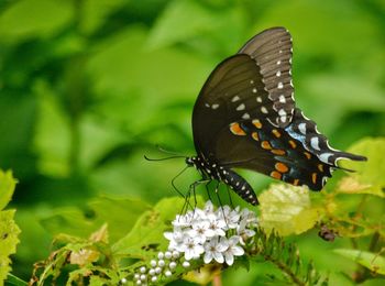 Close-up of butterfly pollinating on flower