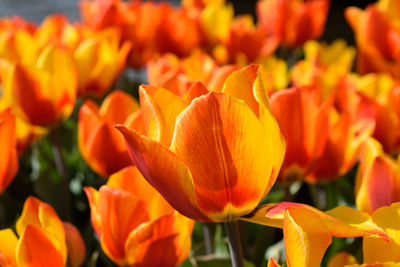 Close-up of orange tulips