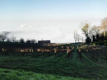 Agricultural field against sky