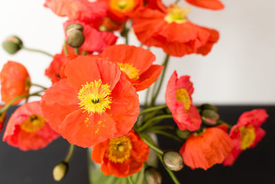 Close-up of red flowering plant