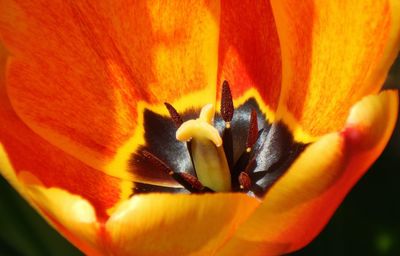 Close-up of orange day lily blooming outdoors