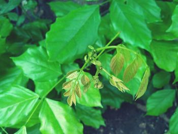 Close-up of leaves