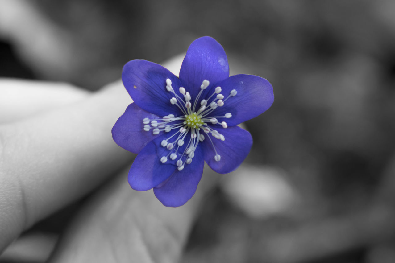 flower, purple, blue, petal, close-up, beauty in nature, flower head, fragility, nature, no people, outdoors, day, freshness, crocus