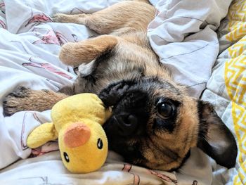 High angle view of dog lying down on bed