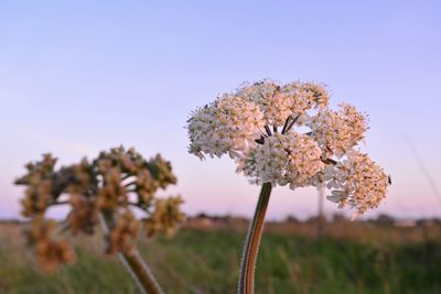 Close-up of flowering plant against sky