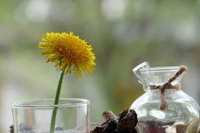 Close-up of yellow rose on glass table