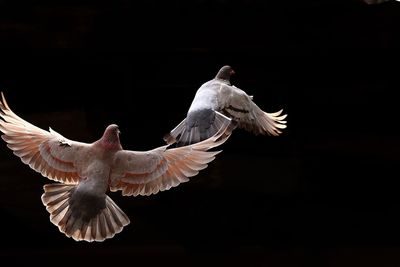 Close-up of pigeons flying against black background