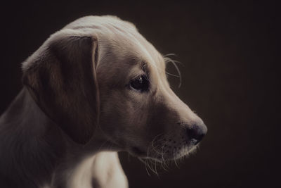 Young labrador retriever