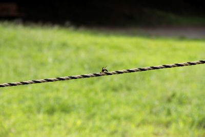 Close-up of barbed wire fence on field