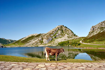 Horse in a lake against mountain range