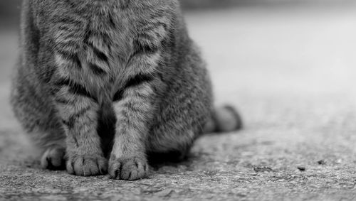 Close-up of cat