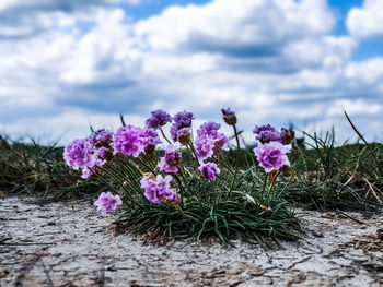 Close-up of pink flowering plants on field
