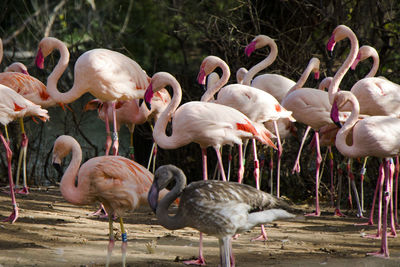 Large group of pink or red flamingos in the berlin zoo