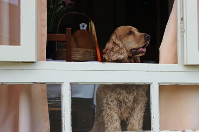 Dog looking through window