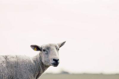 Close up of white sheep