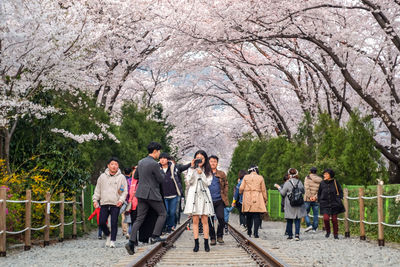 Group of people walking on cherry blossom