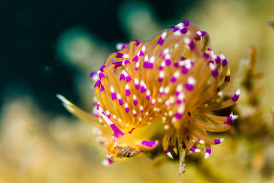 Close-up of pink flowers