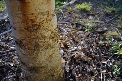 Close-up of tree trunk in forest