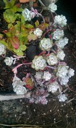 Close-up of pink flowers