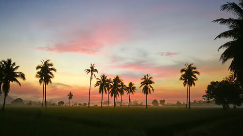 Silhouette palm trees on field against sky during sunset
