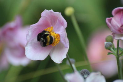 Close-up of bee pollinating on purple flower