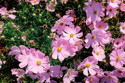 High angle view of pink flowering plants on field