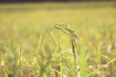 Close-up of crops on field